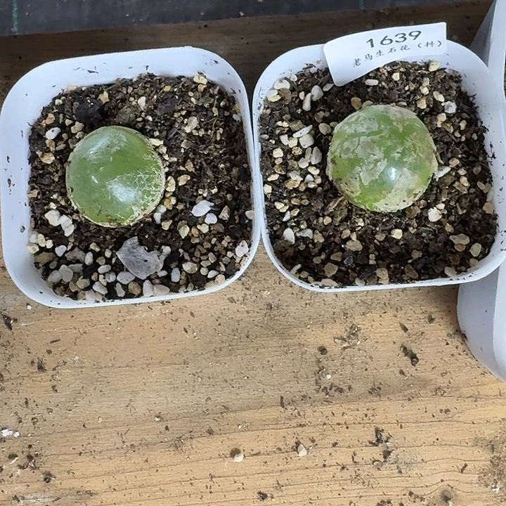 小***～老马生石花灯泡1639