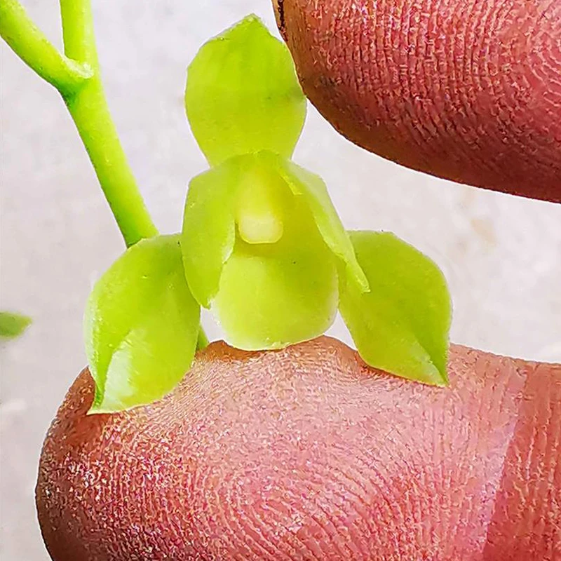 紫薇基地兰花直播秋芝【荷型素】冬带花苞名贵兰草批发花卉绿植盆栽