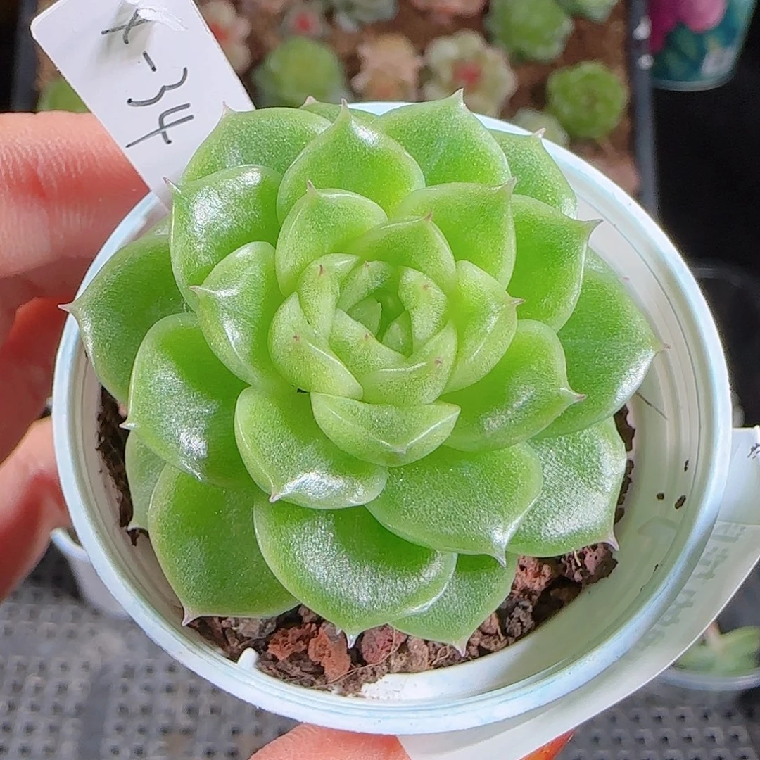 1027--351(x-34麦秆优选不包整