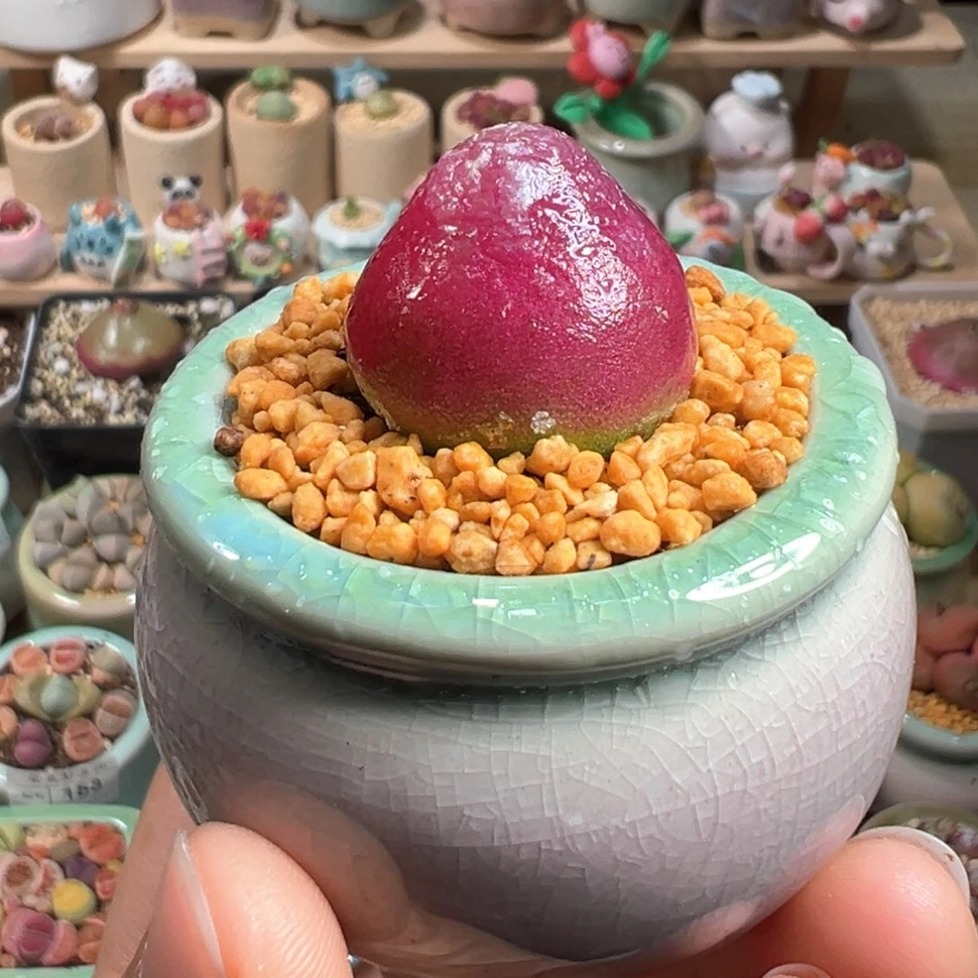 多肉植物159号草莓灯泡