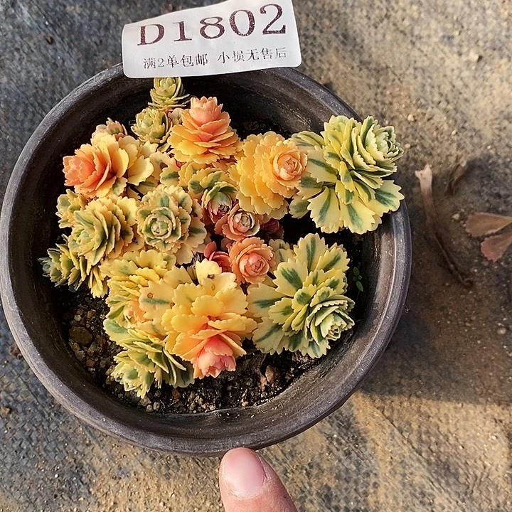 1802亚特兰蒂斯多肉