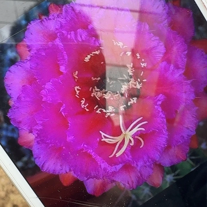 流苏带根冠服8公分毛花柱