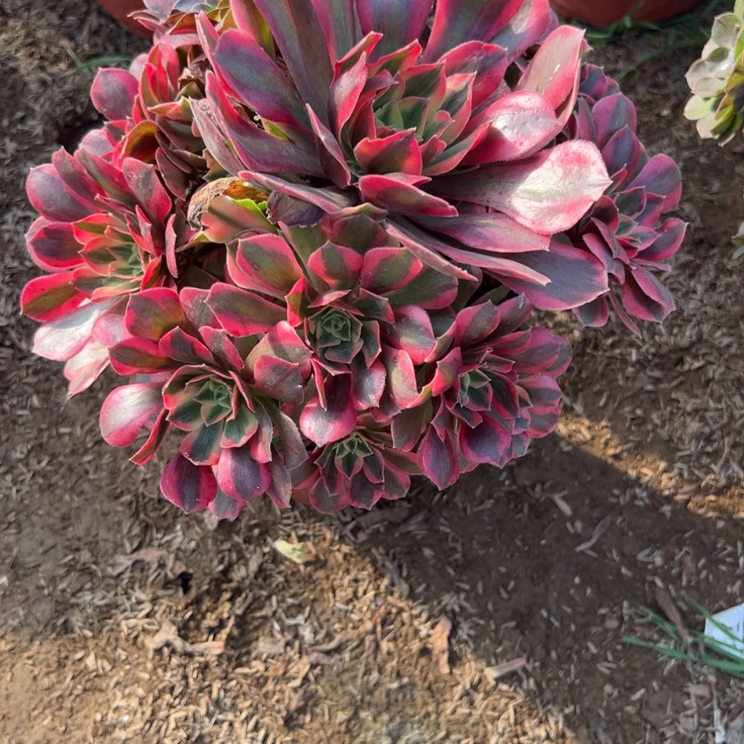 930女妖多肉植物法师