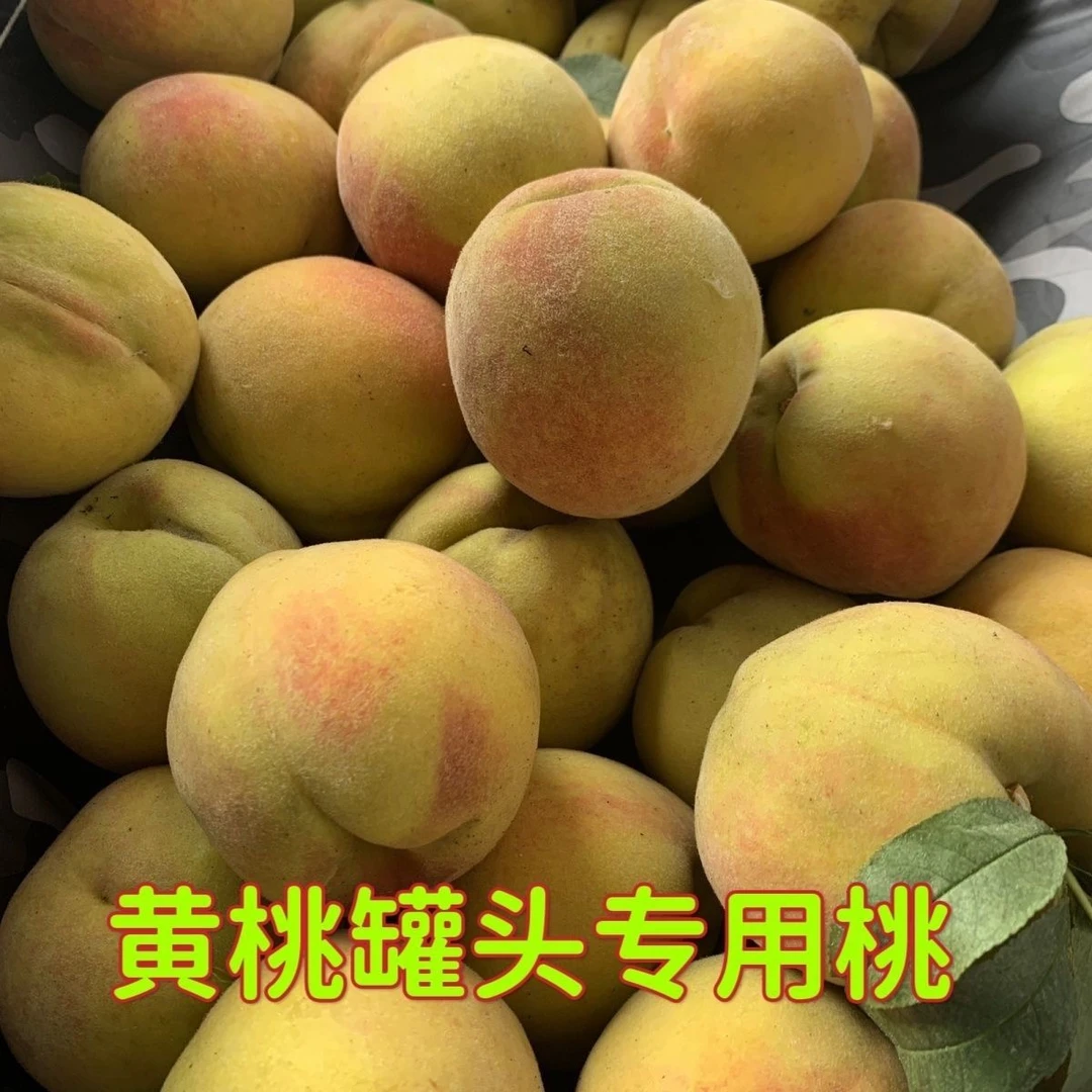 【顺丰包邮】19黄桃酸甜口感做黄桃做甜水罐头黄桃酸甜孕妇