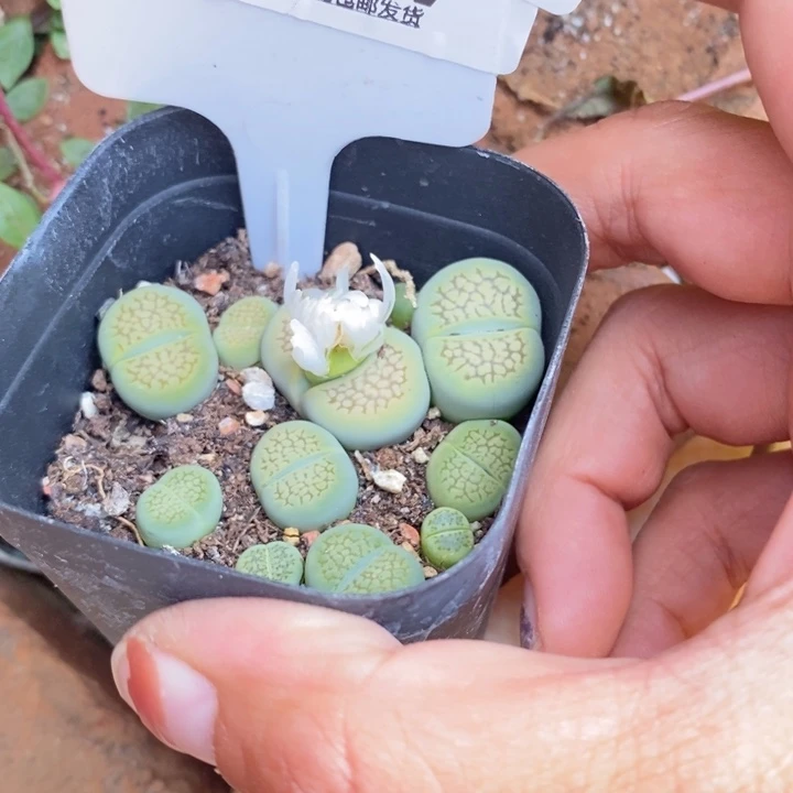 云***生石花等植物的生长624