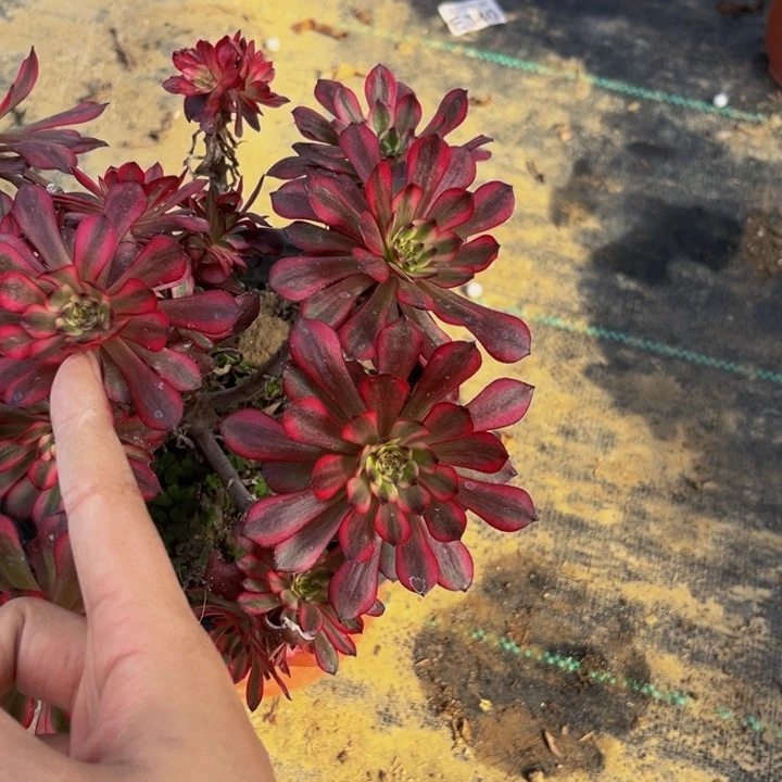 465多肉植物一物一拍