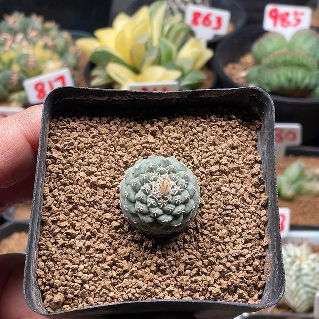 实生菊水仙人球 带盆土包邮