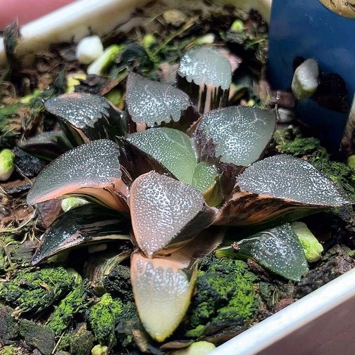 815邱比特錦一物一拍