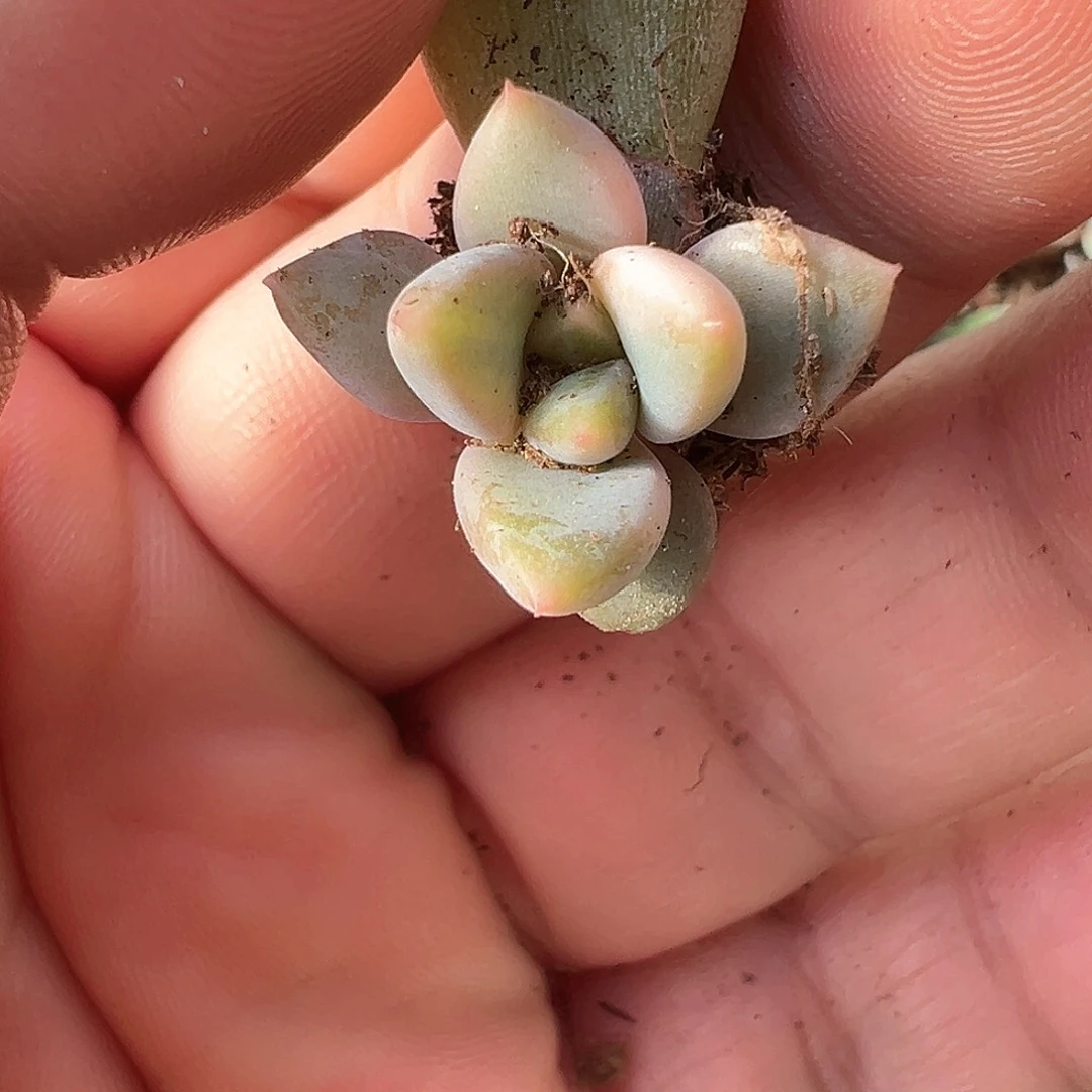 红象牙锦 小方花圃一物一拍