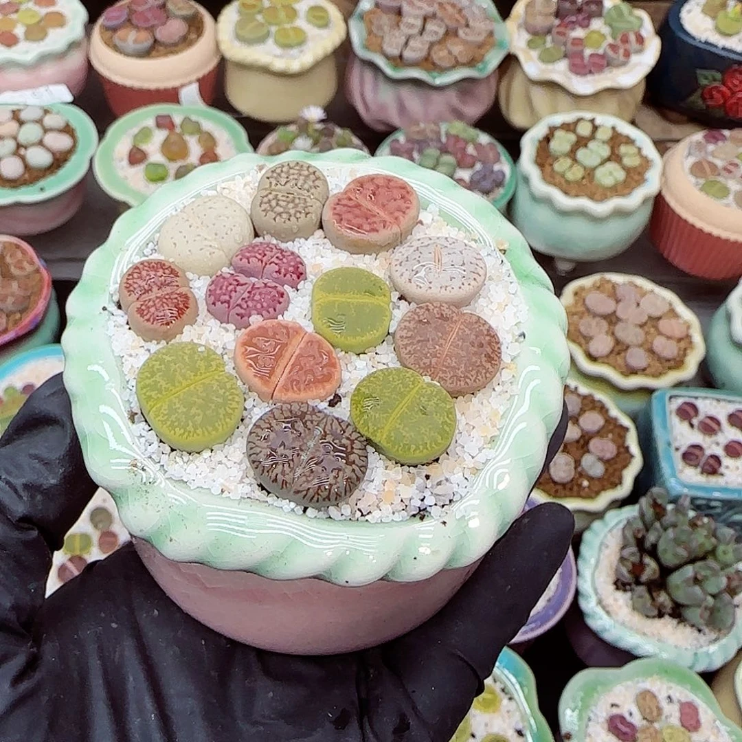 生石花满18包邮1107-96