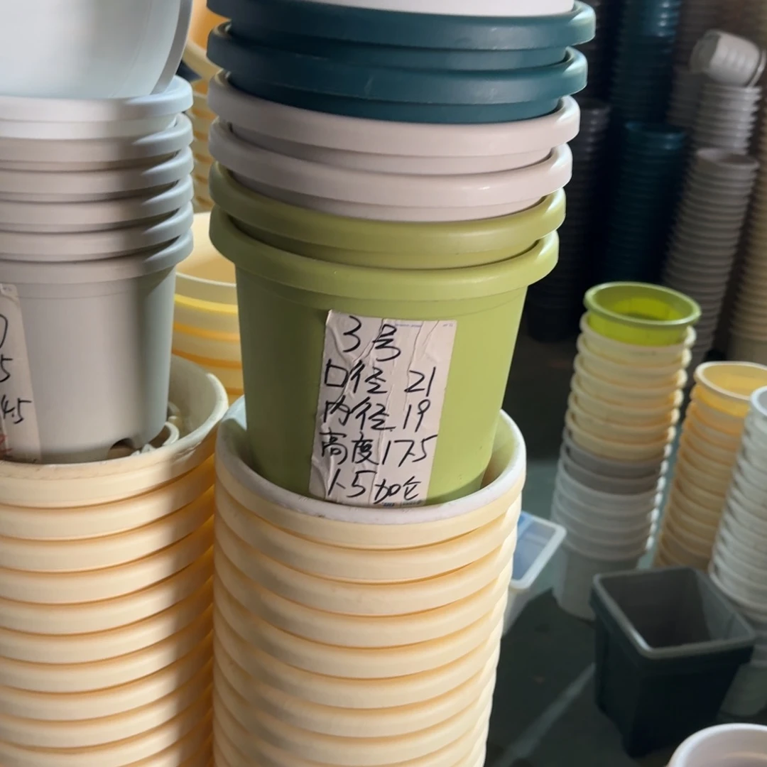 四季3#口径21无拖果绿10个