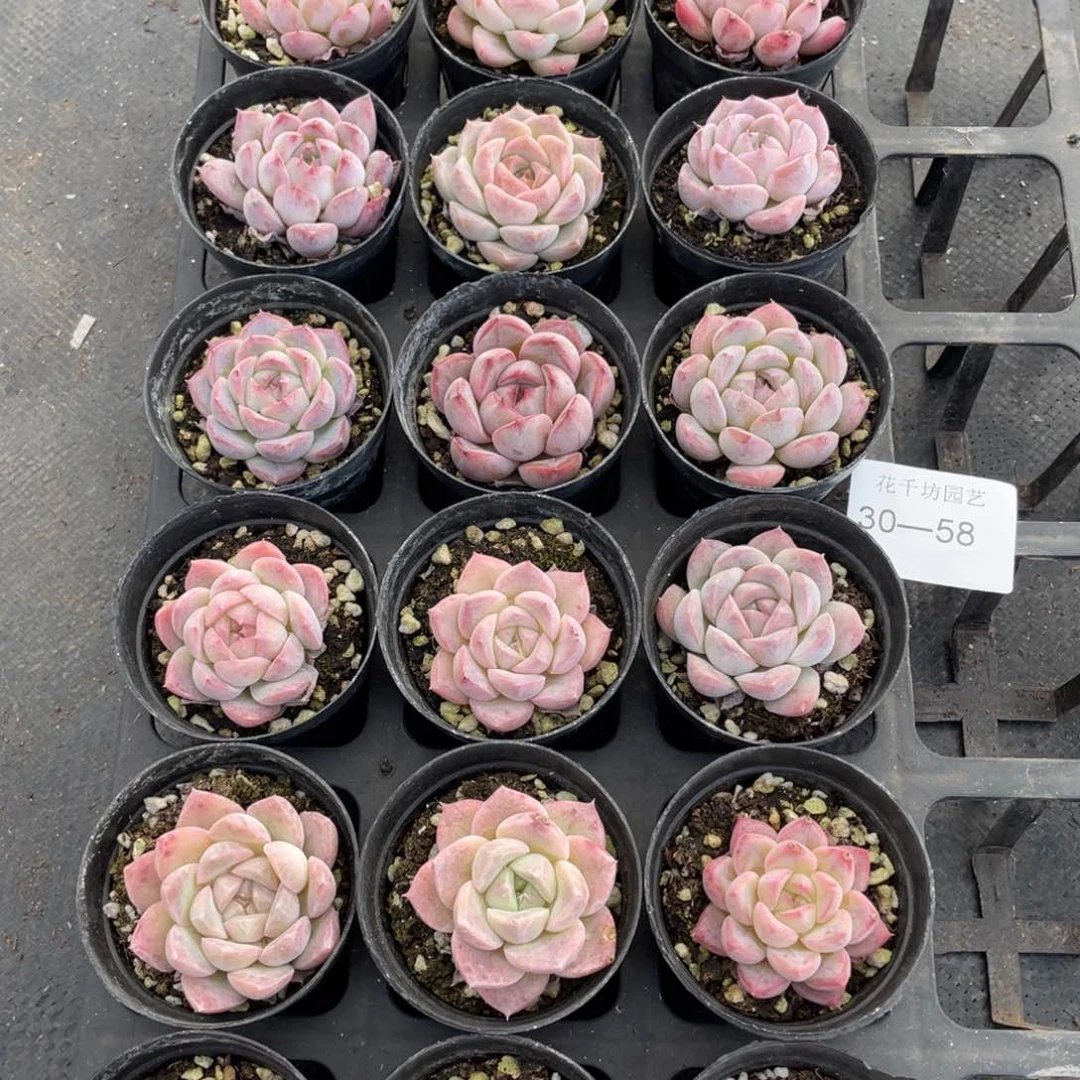 一物一拍18颗30-58