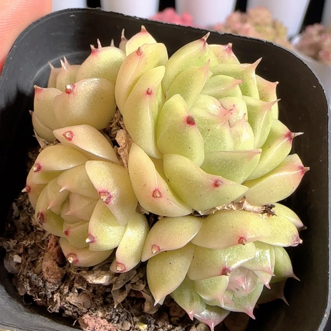 多肉0104-24包子麦秆群