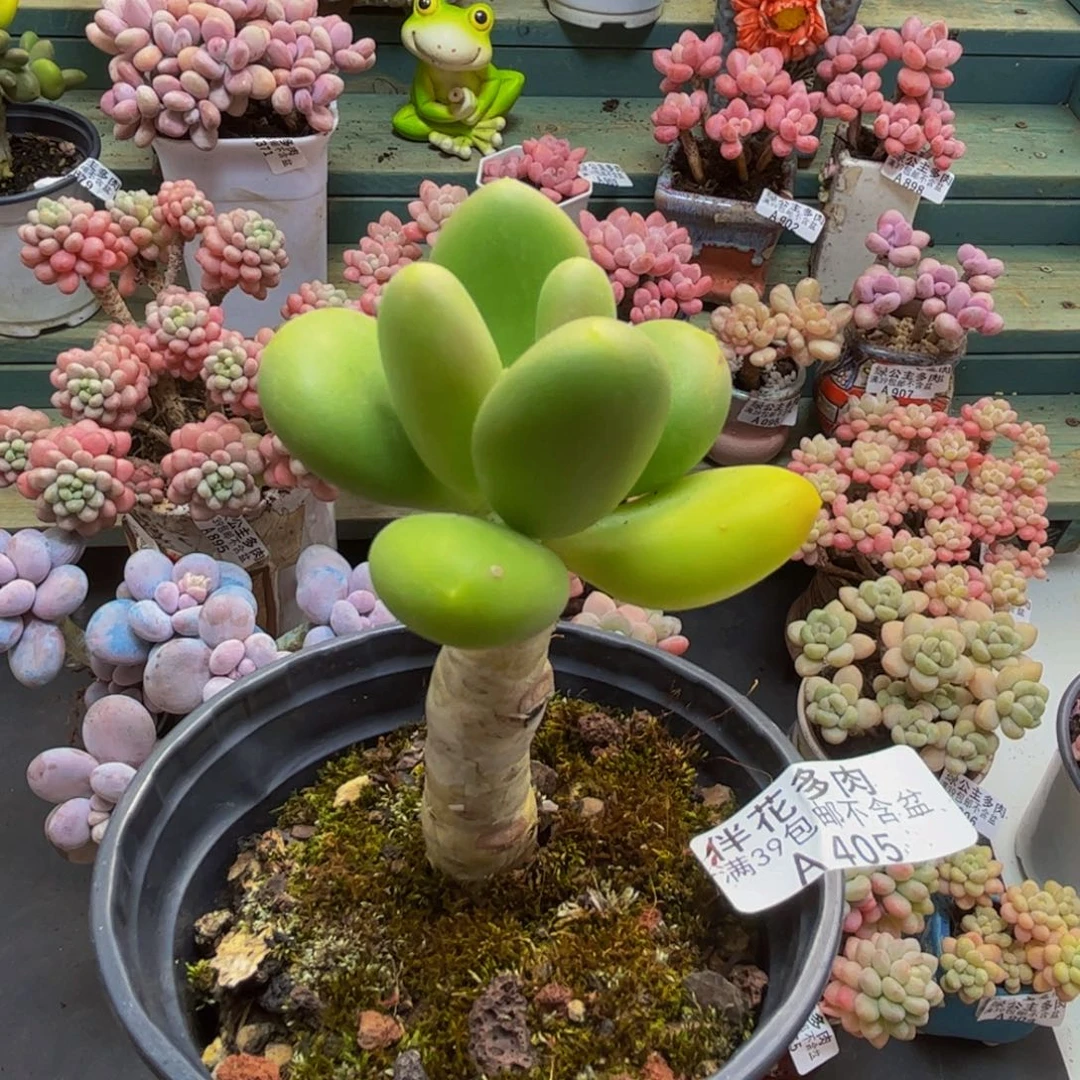 405芒果奶5cm多肉