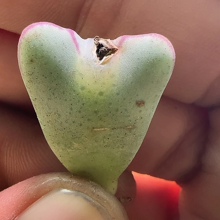 862   开播福利。