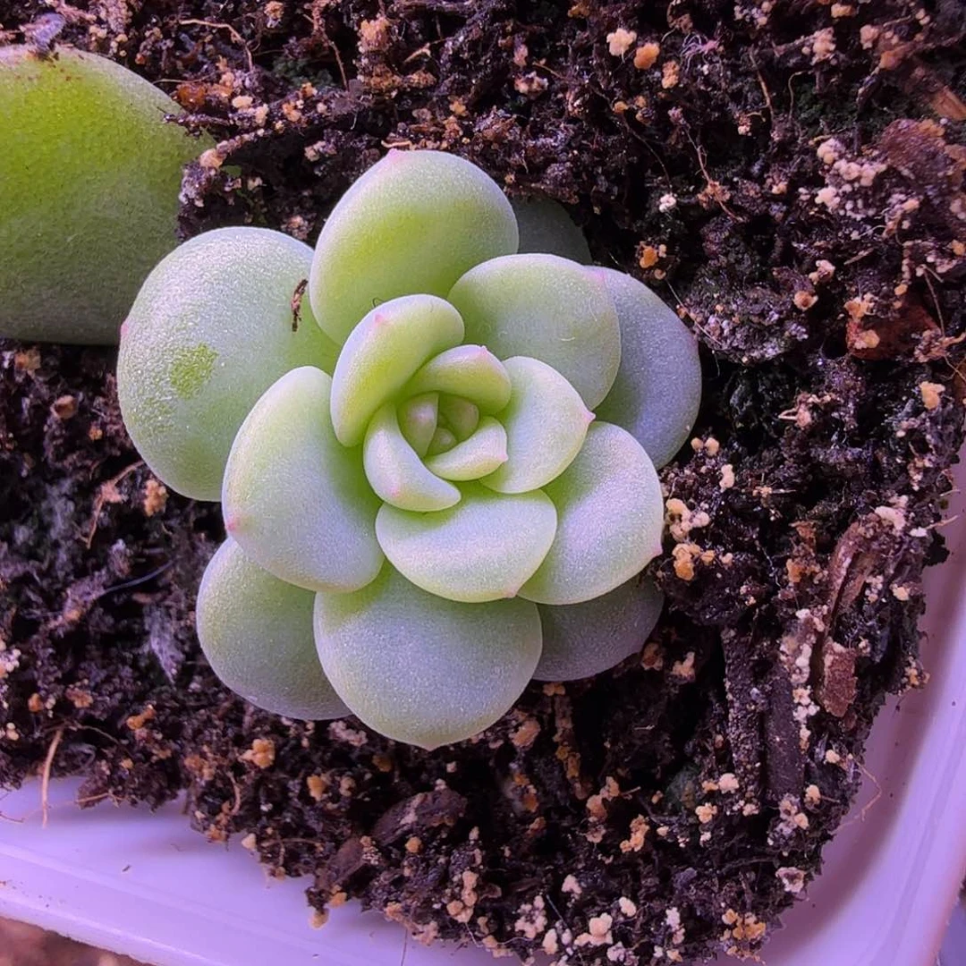 白月光叶插苗一物一拍