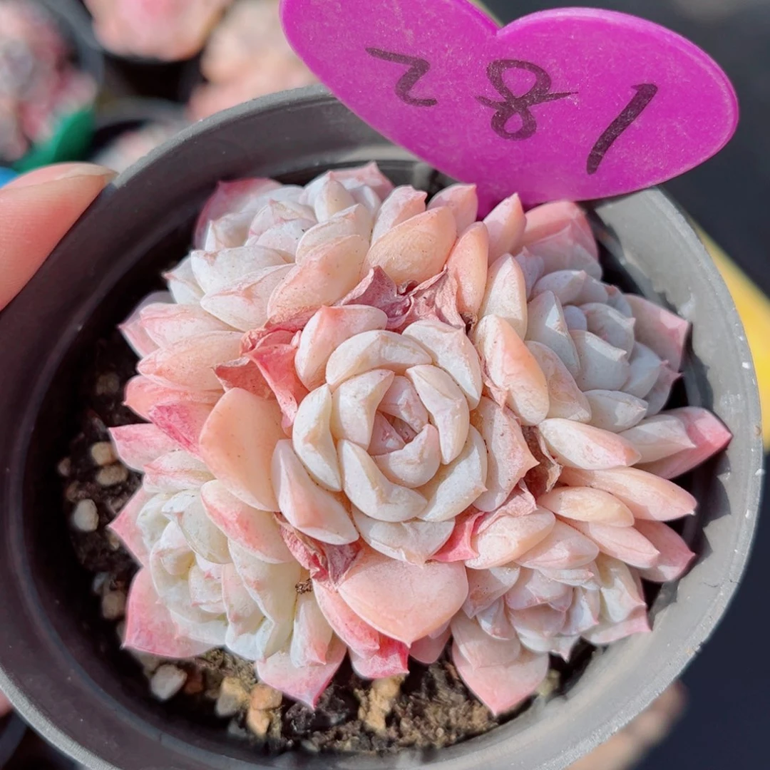 281号小老桩玉凝群