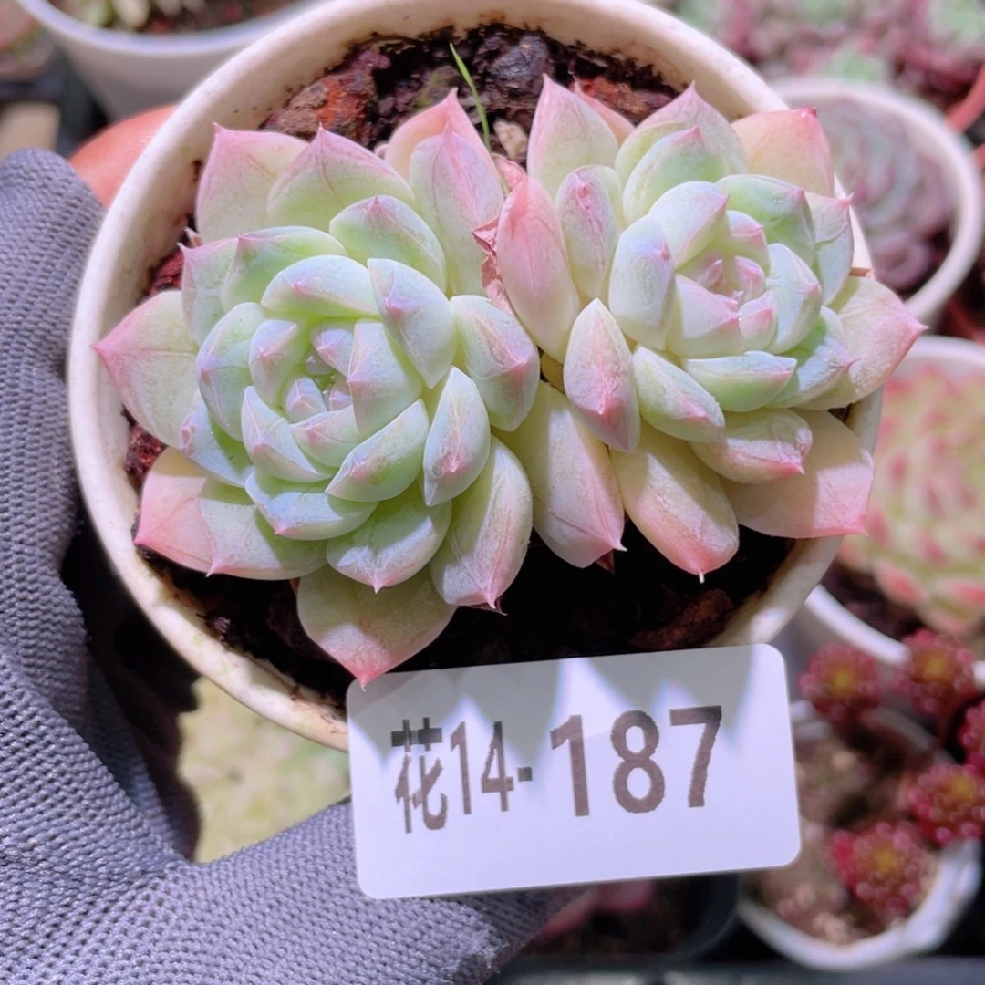 花利美14-187白桃汽水