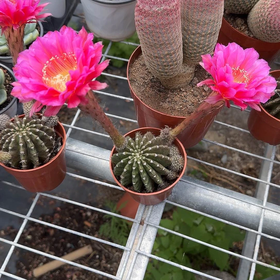 浓桃锦多肉植物精品