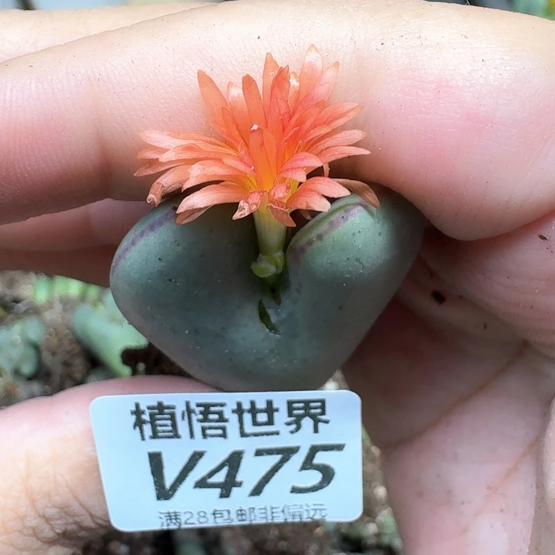 多肉植物的嘴fghnn