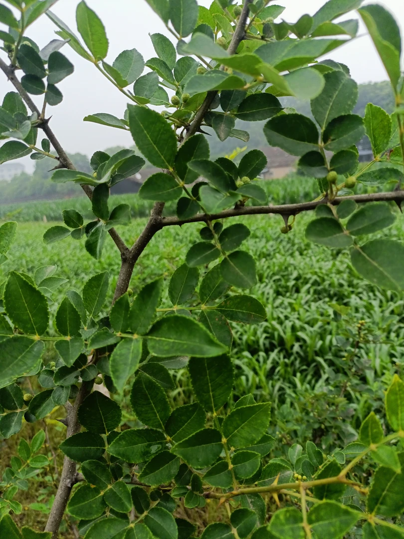 湖北农家新鲜花椒叶土花椒叶现摘现发鲜香麻辣