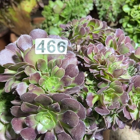 小***妹多肉植物一个荷兰466