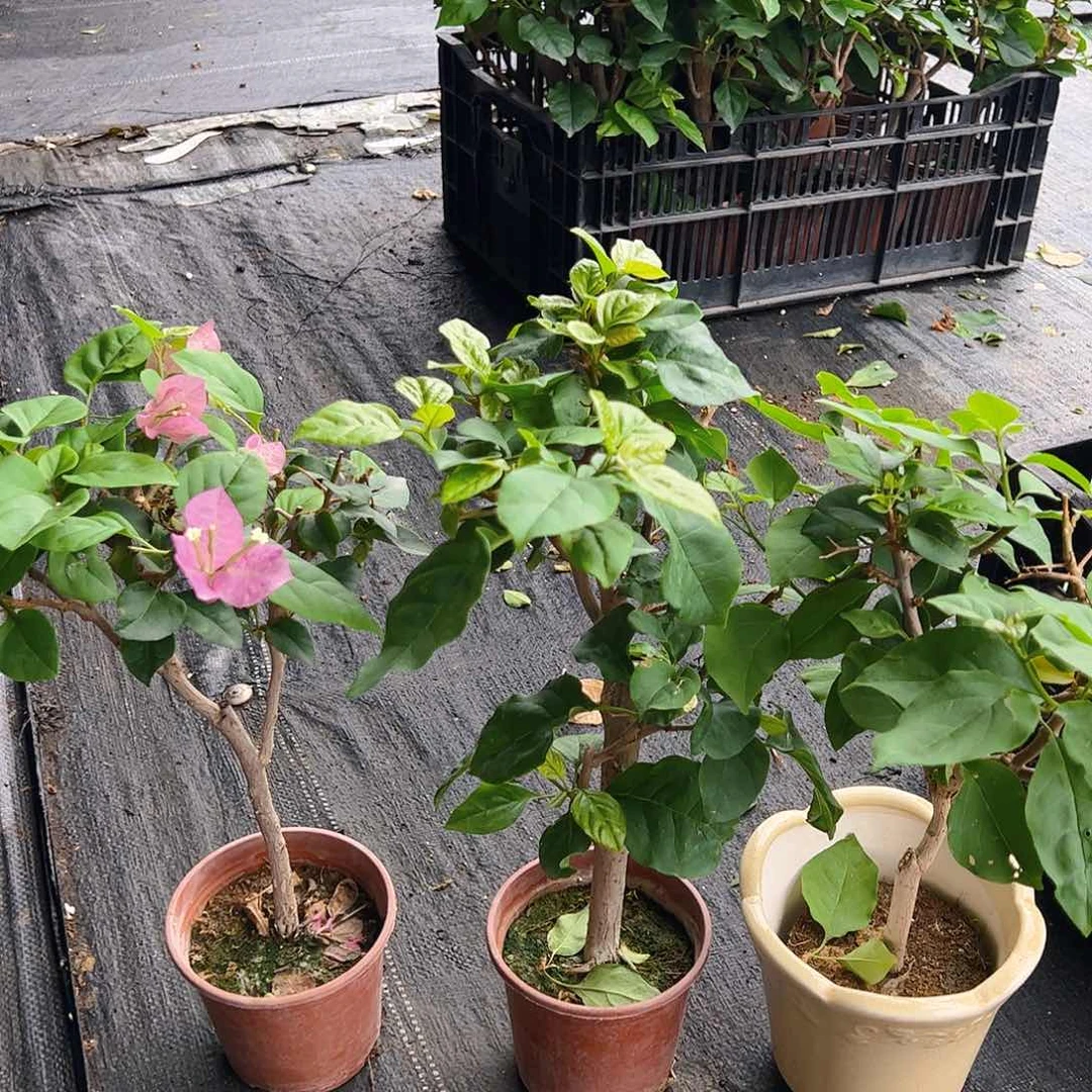 当前无花栽培后可以开花超级玛丽掌中宝一颗