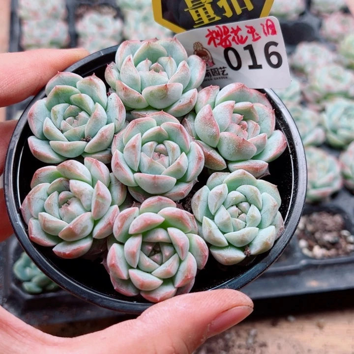 多肉植物多肉植物