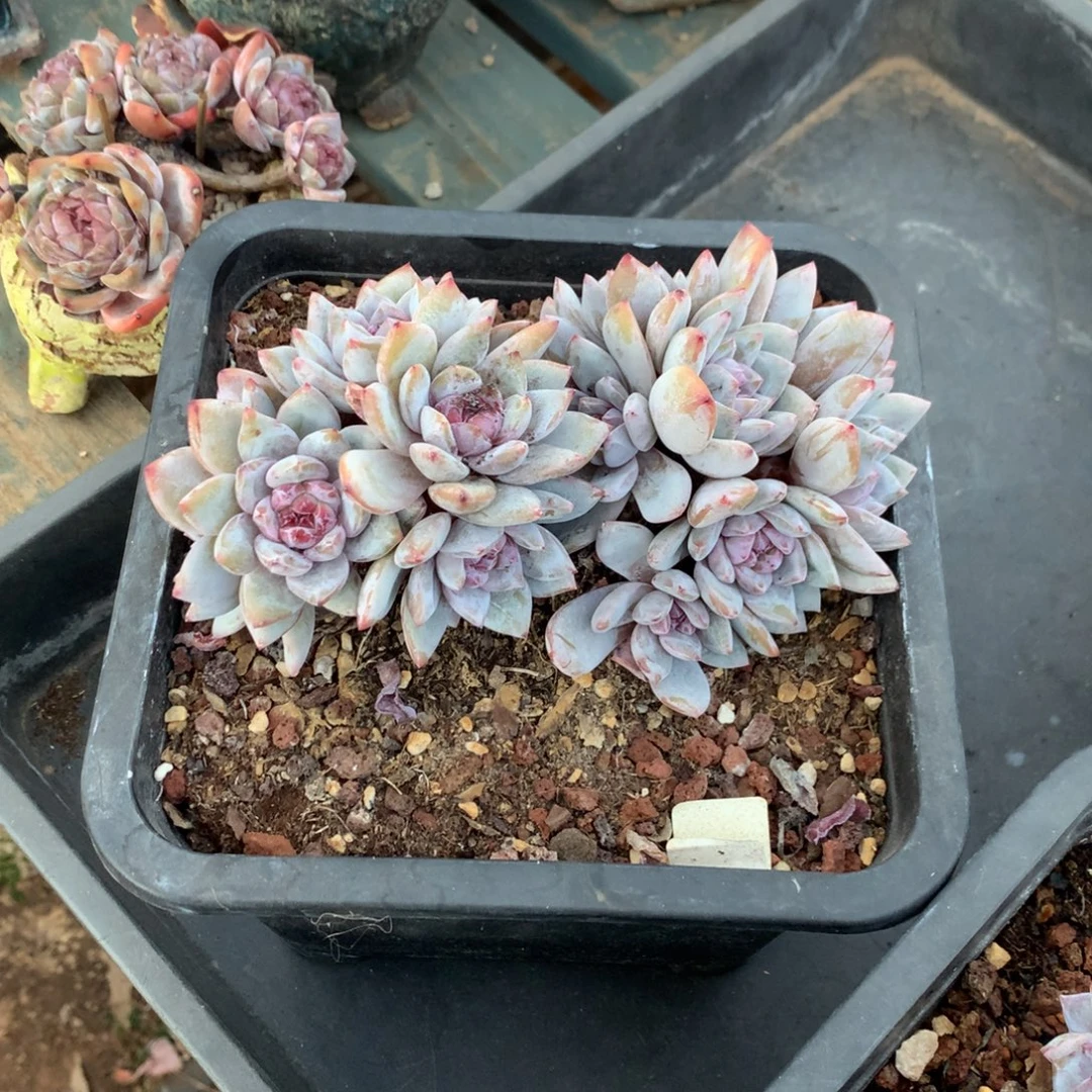 石榴籽小脸花花花花