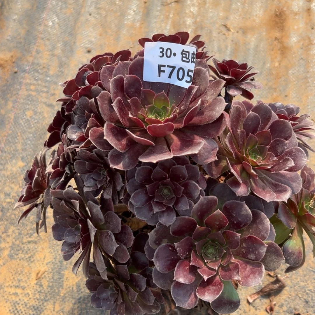 705荷兰多肉法师