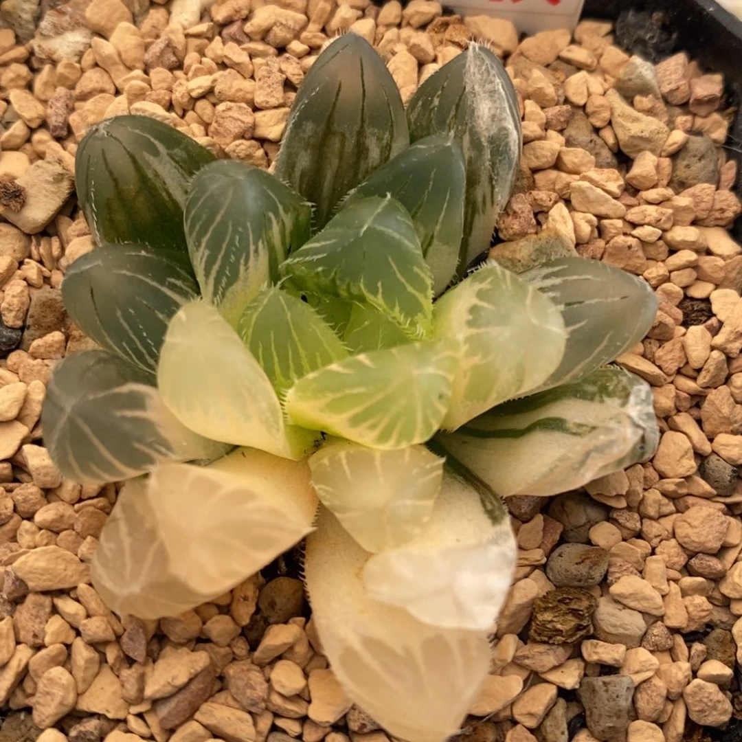 146号玉露锦带盆