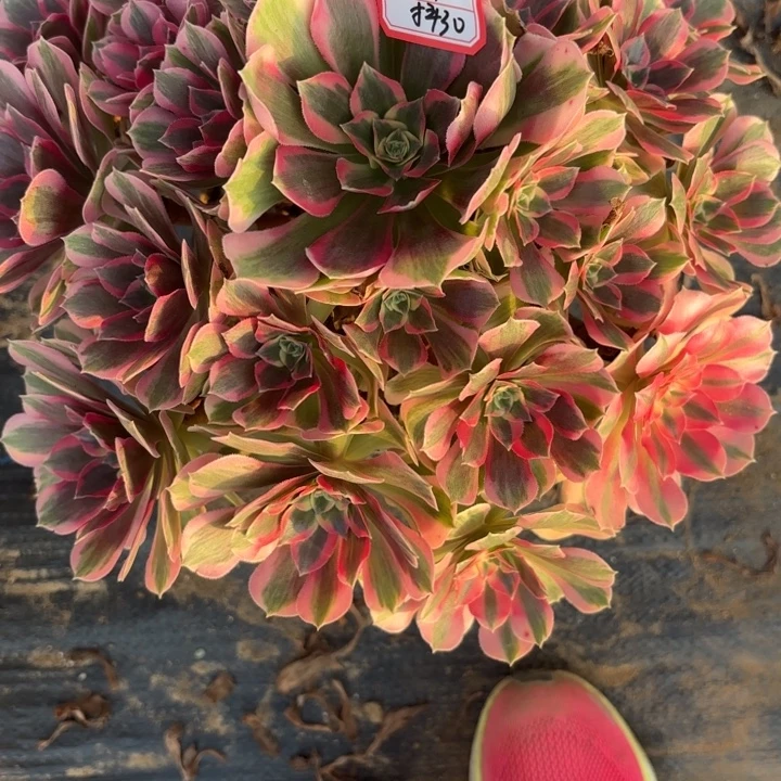 粉体女巫多肉法师不包损