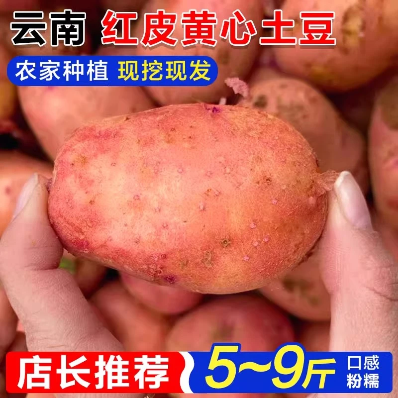优质农产品】云南红皮黄心土豆新鲜农家蔬菜洋芋批发自种马铃薯