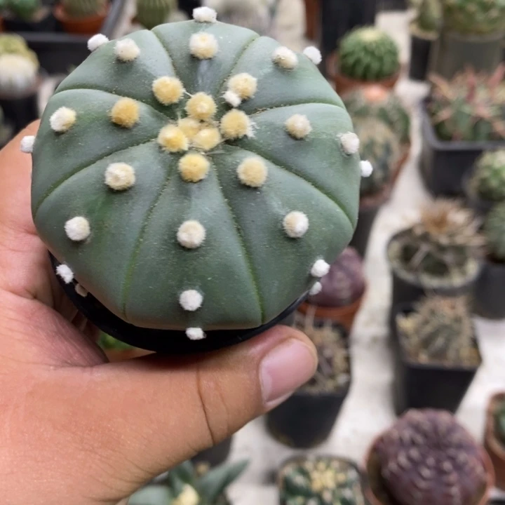 实生大兜特价福利