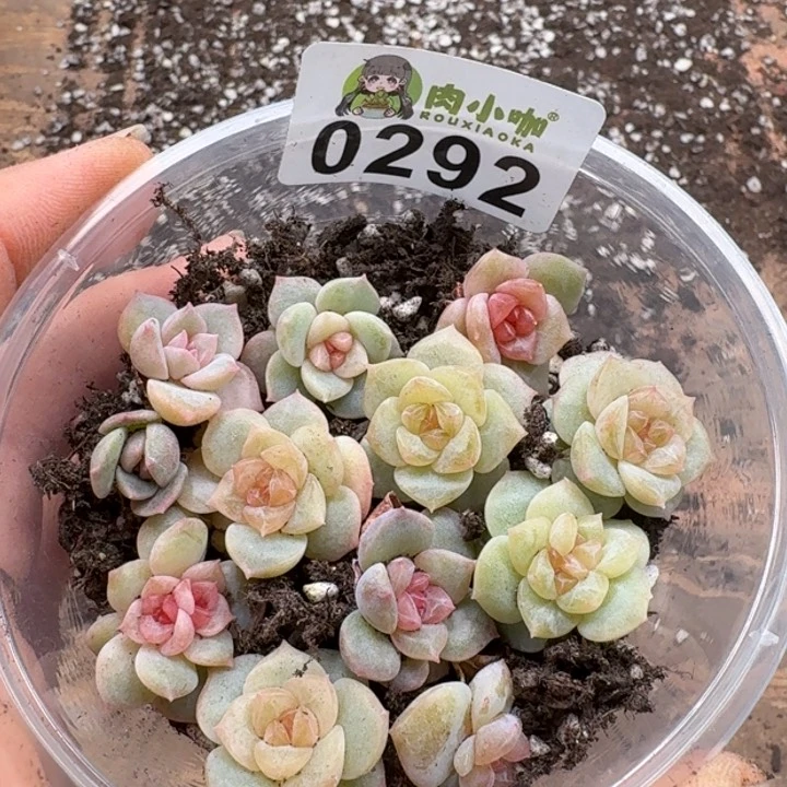 多肉植物多肉植物