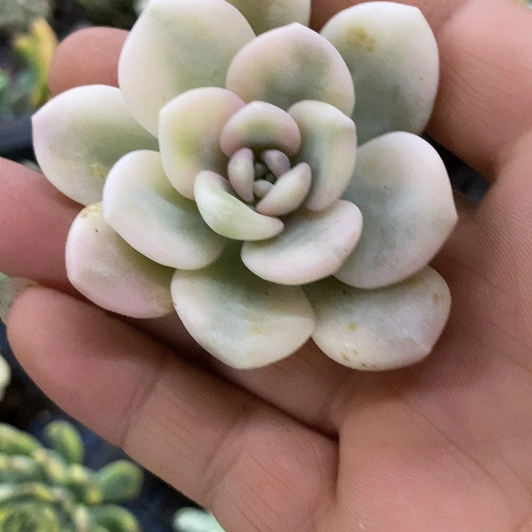 哦***璃791若桃锦炸多肉植物哇啦塞，