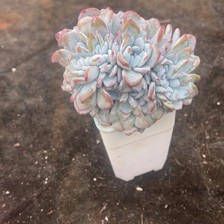 秋可园艺 雪莲缀化