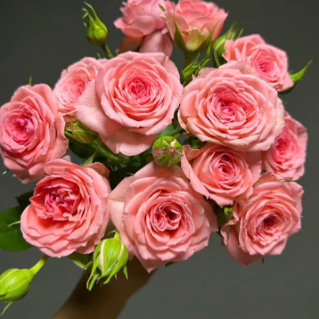 【仙度瑞拉】1加仑月季花苗四季开花盆栽室内外阳台