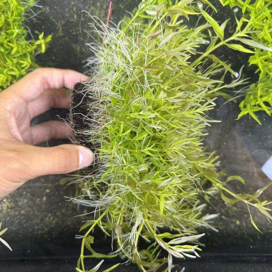 红宫廷绿宫廷水草水下叶草缸鱼缸造景宫廷前中后景水下叶阳性水草