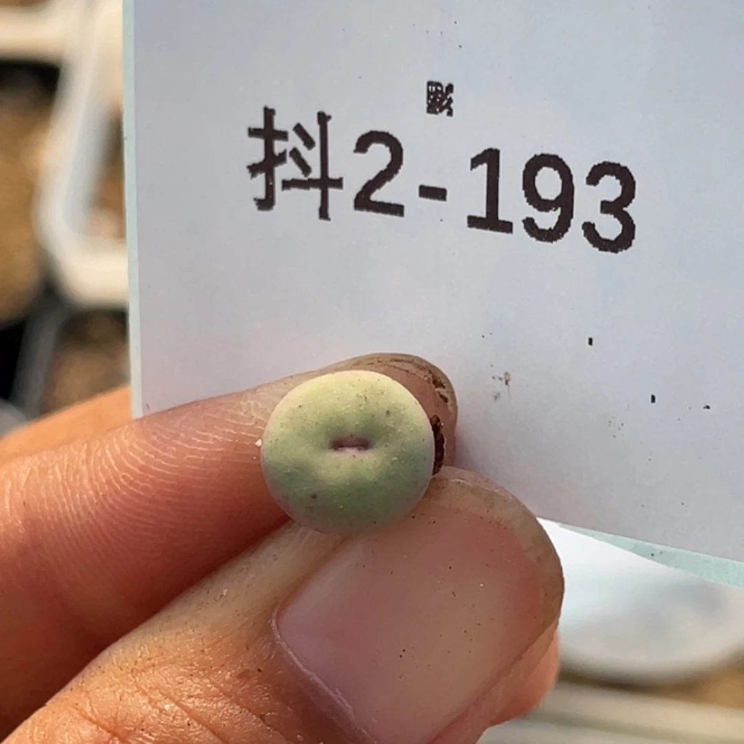 2-193嘴多肉植物肉锥