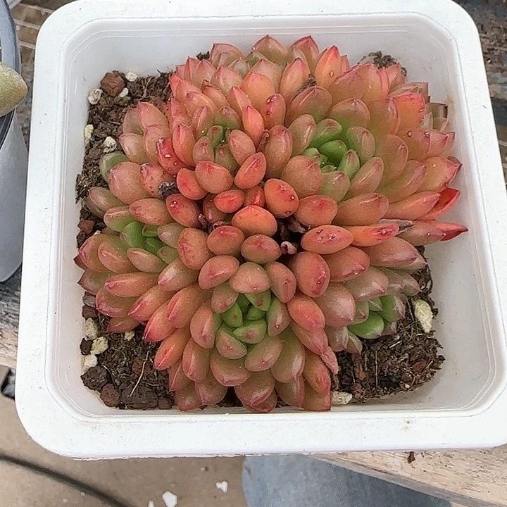 青蛙王子儿童牙膏套装110