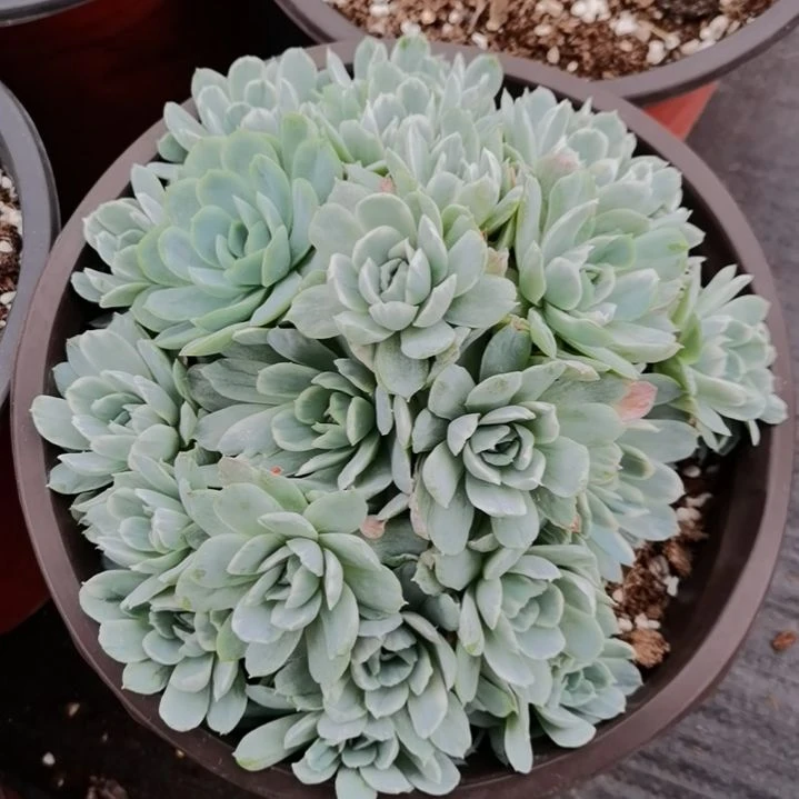 奶油贝瑞白覆轮锦群