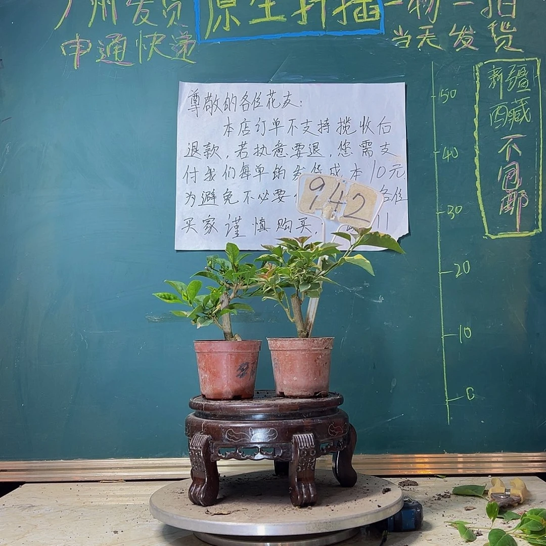 当前无花栽培后可以开花蓝月亮掌中宝 绿叶丽娜掌中宝942