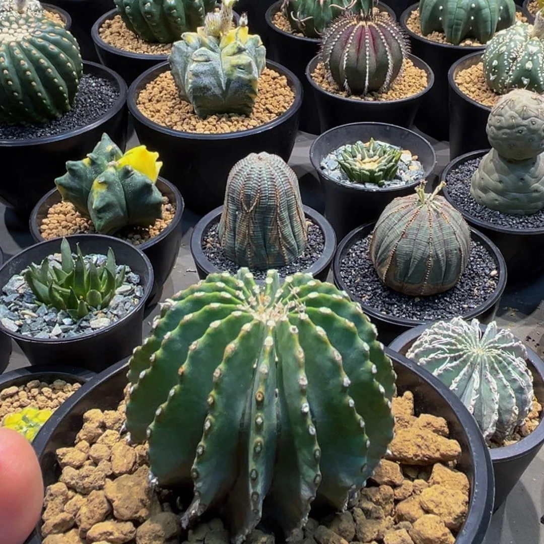 博叶花笼xmmmmmmmmmmmm