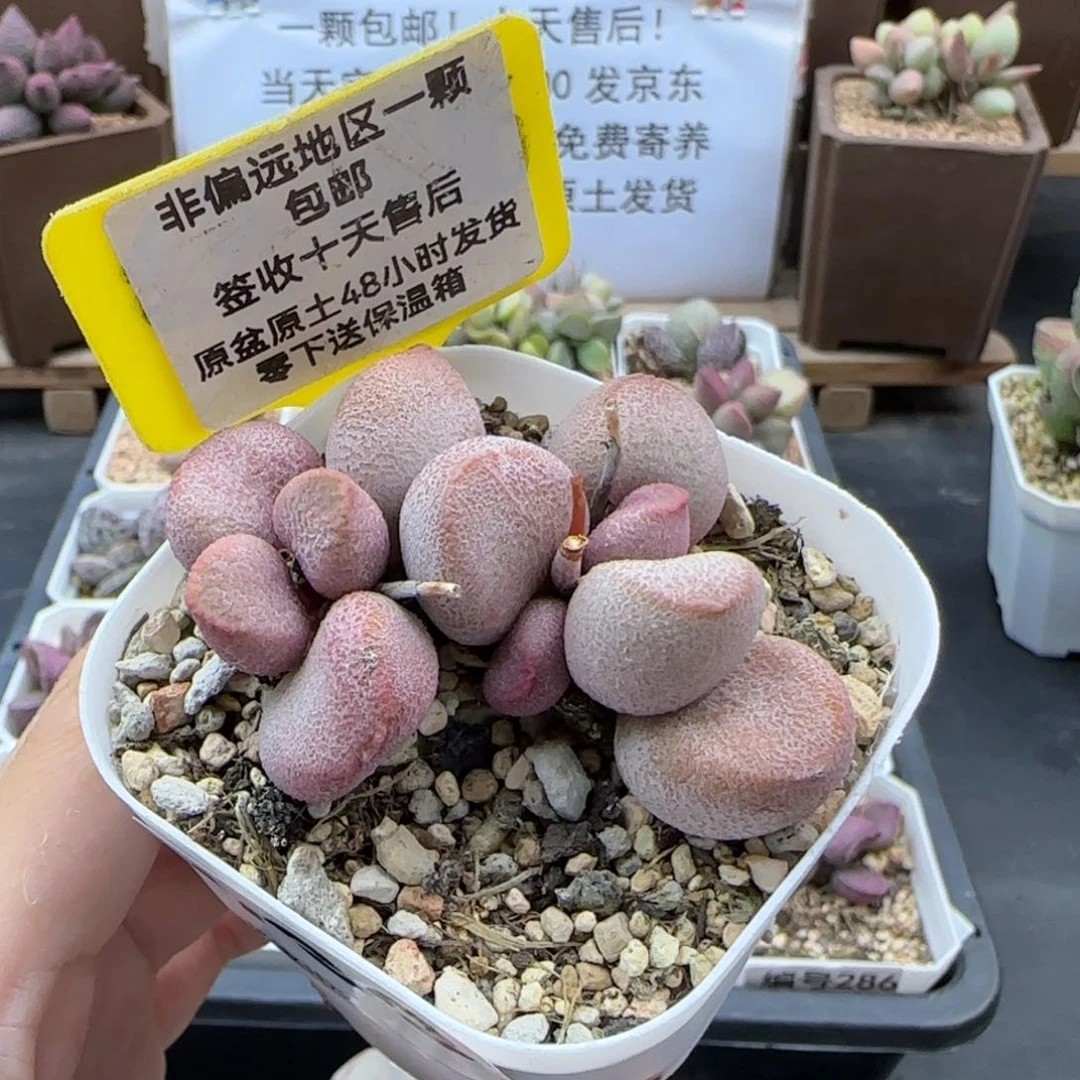 163甜心多肉植物