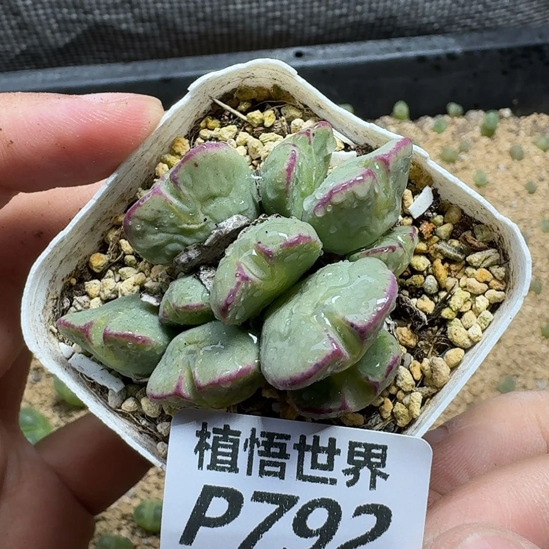 多肉植物的润泽dghhj