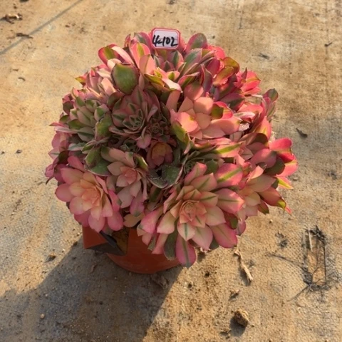 4-102香妃朵朵多肉植物