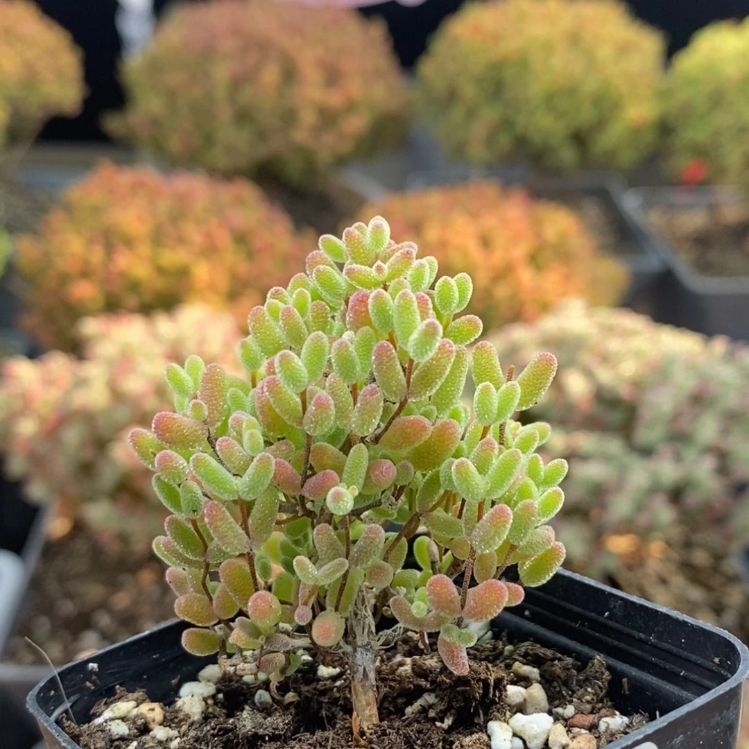 蜜橘糖球1065枝干番杏