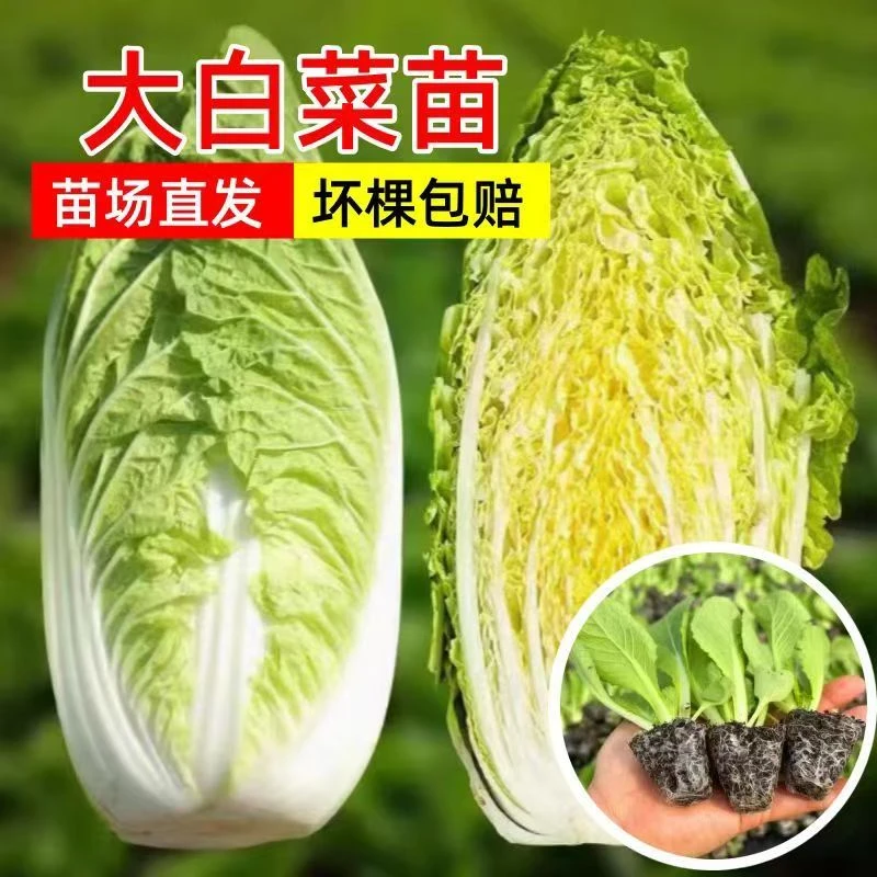黄心大白菜苗秧苗四季种植耐热耐寒蔬菜种苗早熟抗病高产田园阳台