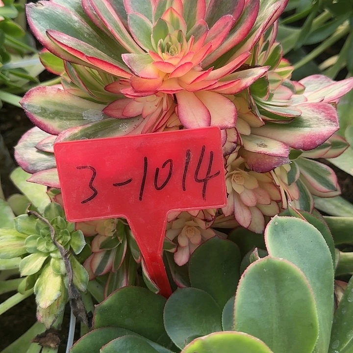 风*籽3-1014黑魔锦多肉法师